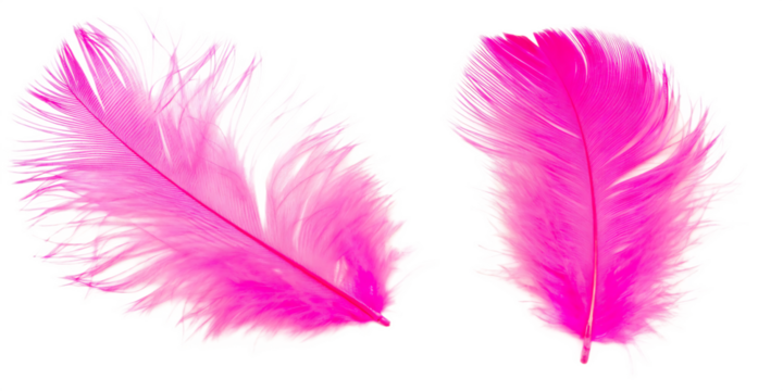beautiful decorative pink set feathers isolated on a transparent background PNG.AI GENERATED