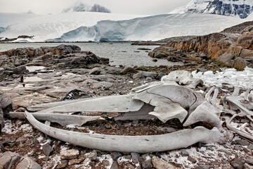 Old Whale bones in the antarctic  © hecke71