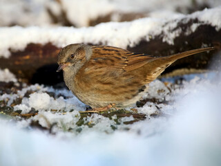 Dunnock (Prunella modularis)