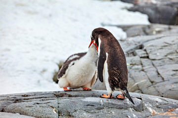 Gentoo Penguins in the Antarctic Area	