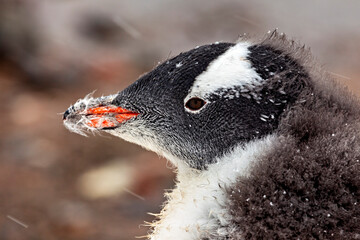Gentoo Penguins in the Antarctic Area	