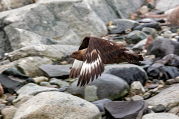 A Subantarctic Skua in the wild	