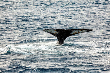 Fototapeta premium Whale Watching of Humpback whales in the Antarctic area 