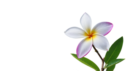 frangipani flower isolated on white background