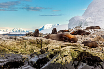 The wild seals of Antarctica © hecke71