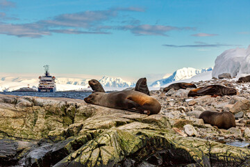 Cruising Ship in the Antarctic Area	