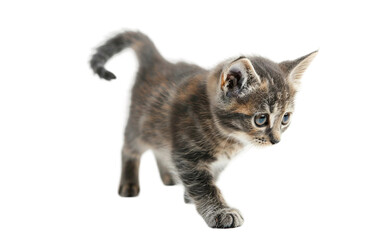 Fototapeta premium A Curious Kitten Exploring a New Room and Sniffing Everything Isolated on transparent background PNG