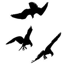 Silhouettes of three eagles in flight, vector, black color isolated on white background