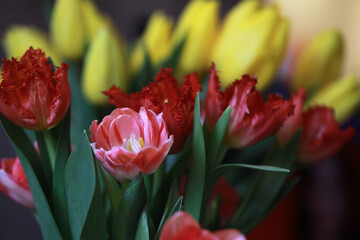 Tulip flowers close-up in a vase. Mothers Day.