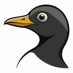 black and white bird