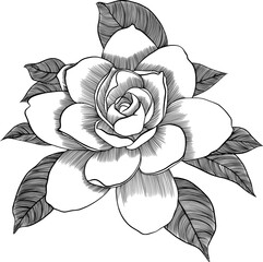 gardenia flower ink hand drawn vector illustration cut out