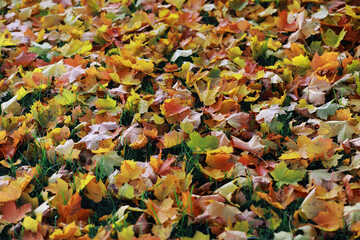 Beautiful autumn park. Russian North. Autumn trees and leaves. Autumn Landscape.Park in Autumn. Forest in Autumn.