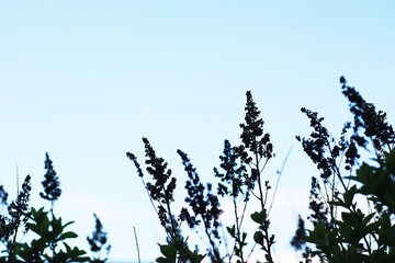 Spring green grass. Calm quiet scene green grass landscape.