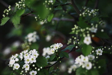 Spring bloom. The first flowers against the background of green spring.