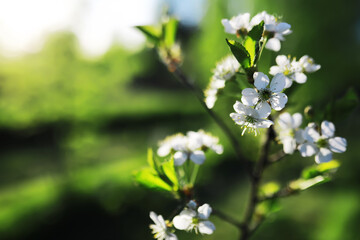 Spring bloom. The first flowers against the background of green spring.