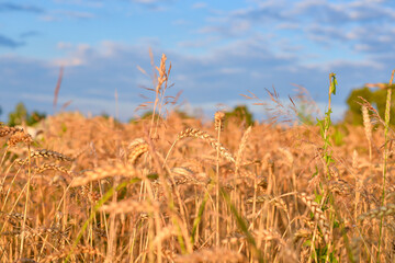 spikelet fields of wheat