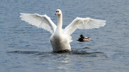 swans on the lake