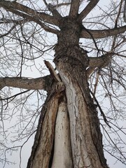  Big old tree with bark and core covered with frost in winter