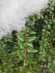 Indian cluster berry (Lonicera ligustrina) green leaves under the snow