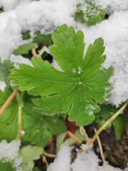 Green Geranium leaves under the snow