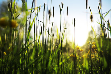 Spring green grass. Calm quiet scene green grass landscape.