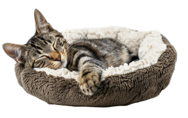 A Cute Cat Curled Up in a Cozy Cat Bed Sleeping Peacefully Isolated on transparent background PNG