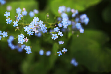 Spring bloom. The first flowers against the background of green spring.