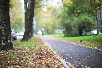 city park without people on an autumn day, bright rays of the sun shine through the crowns of maple...