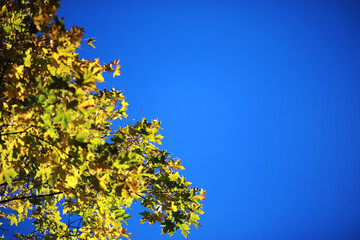 Beautiful autumn park. Russian North. Autumn trees and leaves. Autumn Landscape.Park in Autumn. Forest in Autumn.