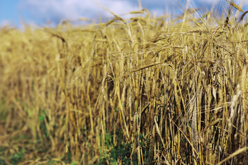 Beautiful autumn park. Russian North. Autumn trees and leaves. Autumn Landscape.Park in Autumn. Forest in Autumn.