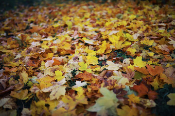 Beautiful autumn park. Russian North. Autumn trees and leaves. Autumn Landscape.Park in Autumn. Forest in Autumn.