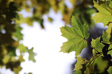 Beautiful autumn park. Russian North. Autumn trees and leaves. Autumn Landscape.Park in Autumn. Forest in Autumn.