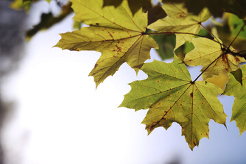 Beautiful autumn park. Russian North. Autumn trees and leaves. Autumn Landscape.Park in Autumn. Forest in Autumn.