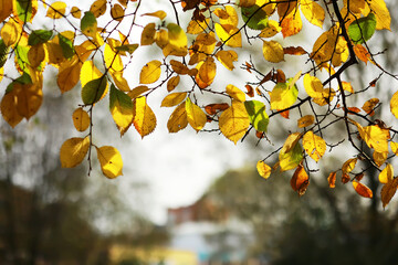 city park without people on an autumn day, bright rays of the sun shine through the crowns of maple...