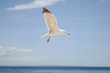 seagull in the sky