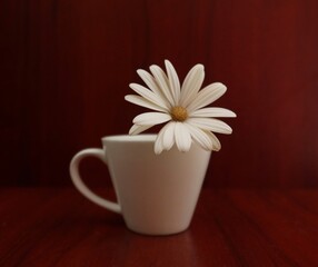 A white flower in a cup