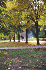 Beautiful autumn park. Russian North. Autumn trees and leaves. Autumn Landscape.Park in Autumn. Forest in Autumn.