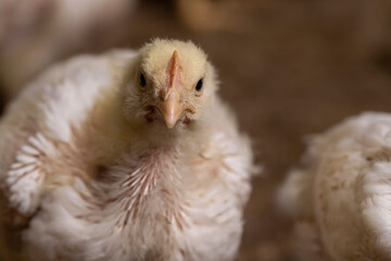a poultry farm where chicken chickens are raised to produce meat products