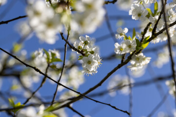 sunny weather in an orchard with cherries