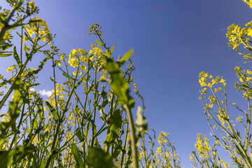 beautiful rapeseed flowers in sunny spring weather