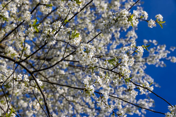 sunny weather in an orchard with cherries