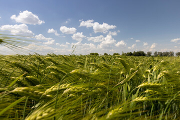 an agricultural field where green unripe rye grows
