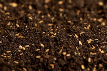 seeds of one carrot variety sown in fertile soil