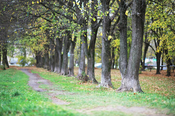 Fototapeta premium city park without people on an autumn day, bright rays of the sun shine through the crowns of maple trees