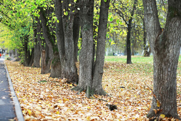city park without people on an autumn day, bright rays of the sun shine through the crowns of maple...
