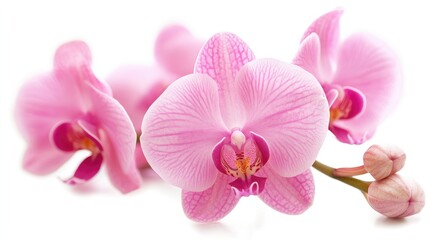 Obraz premium Delicate pink orchid flowers arranged beautifully on a white background showcasing natural elegance and floral beauty.