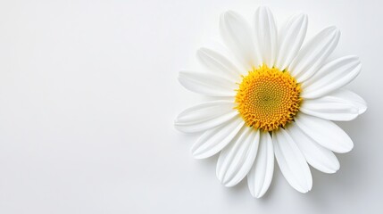 Fototapeta premium Fresh Painted Daisy Flower on White Background showcasing delicate petals and vibrant yellow center ideal for nature-themed designs and articles