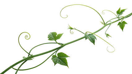 Twisting Green Vine Illustration