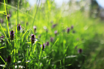 Flowers and plants summer field in sunlight