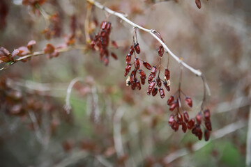 Summer landscape, lush green vegetation and nature.